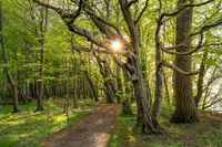 Sonnenuntergang im M&auml;rchenwald auf der Insel R&uuml;gen in Mecklenburg Vorpommern in Deutschland mit einem alten Baum